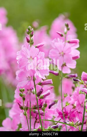 Große Bonbon rosa Blüten von Sidalcea 'Sussex Beauty'. Prairie Mallow 'Sussex Beauty'. Stockfoto