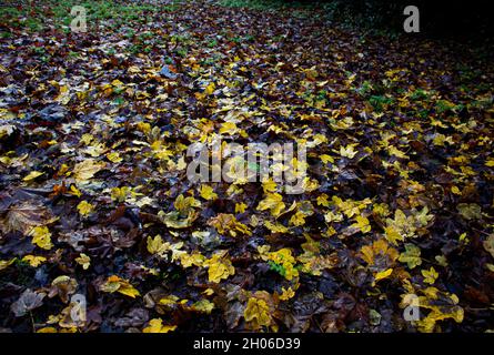 Ein Teppich aus gelben, braunen und grünen Herbstblättern bedeckt den Boden Stockfoto