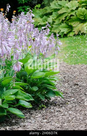 Hosta sieboldiana 'Aureo marginata', Wegerich Lily 'Aureo marginata', Hosta sieboldiana 'marginata'. Blüte Stockfoto