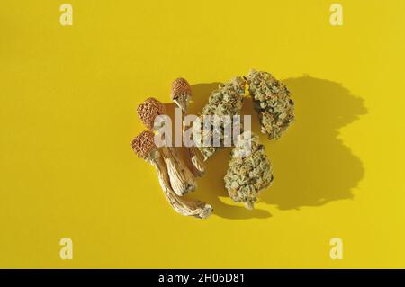 Psychedelischer Ausflug, CBD-Erholung. Getrocknete Psilocybe-Pilze und Marihuanaknospen auf gelbem Hintergrund. Mikrodosierkonzept. Stockfoto