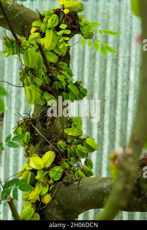 Averrhoa carambola oder Starfruit oder Kamranga ist auch eine gute Quelle von Kalium, Kupfer, sowie Folat und Pantothensäure Stockfoto