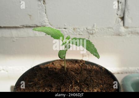 Cannabis sprießt aus der Nähe, Draufsicht. Frischer junger Hanfzweig wächst in Kokosnussboden, flach liegend. Micro Growing-Konzept. Stockfoto