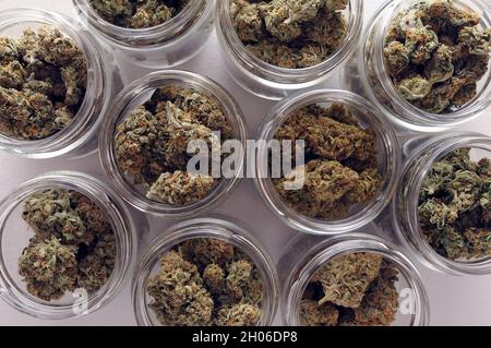 Trocknen und Aushärten von Cannabis. Marihuanaknospen in Gläsern. Eco-Behälter. Hanfanbaukonzept. Stockfoto