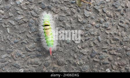 Helle Tussock-Mottenraupe (Calliteara pudibunda) leuchtend grüne schwarze Bänder zwischen den Segmenten gelbe Büschel oben vorne und einzelner roter Büschel hinten Stockfoto