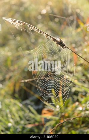 Spinnennetze mit Tauptröpfchen auf Pflanzen am frühen Morgen auf einer Wiese in der ländlichen Umgebung Stockfoto