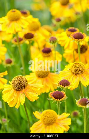 Nahaufnahme der gelb blühenden Helenium Herbstale Wyndley. Sneezeeed Wyndley. Sneezewort Wyndley Stockfoto