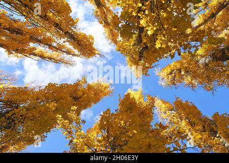 Baumkronen von unten mit Herbstfarben Stockfoto