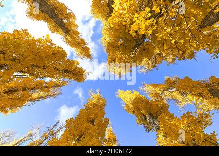 Baumkronen von unten mit Herbstfarben Stockfoto