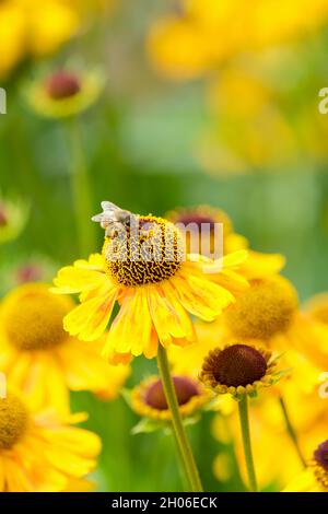 Nahaufnahme einer europäischen Honigbiene, die sich an der gelb blühenden Helenium Autumnale Wyndley ernährt. Sneezeeed Wyndley. Sneezewort Wyndley Stockfoto