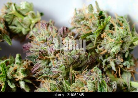 Frische Marihuana-Knospen im Freien, Makroansicht, Nahaufnahme. Cannabisblüten mit Trichomen auf weißem Hintergrund. Draufsicht. Unkrautmaterial, legale Freizeitangebote im CBD Stockfoto