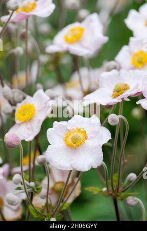 Anemone hupehensis, chinesische Anemone, japanische Windblume, Anemone japonica, Anemone scabiosa. Blumen mit einem unscharf Hintergrund Stockfoto