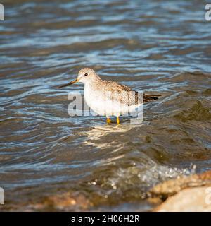 Am wenigsten Sandpiper watet in den Untiefen am Eagle Lake in Lassen County, Kalifornien, USA. Stockfoto