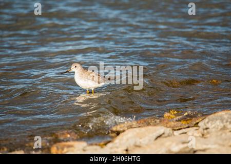 Am wenigsten Sandpiper watet in den Untiefen am Eagle Lake in Lassen County, Kalifornien, USA. Stockfoto