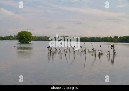 Eine Gruppe orientalischer Darter wurden am Morgen auf einem Ausflug zum See gesehen Stockfoto