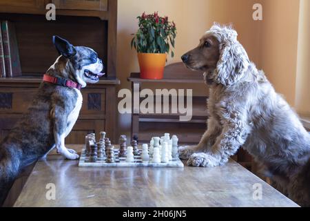 Cocker Spaniel und Boston Terrier spielen Schach im Wohnzimmer Stockfoto