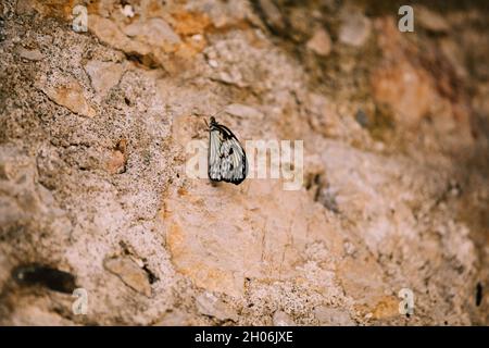 Schmetterling auf einem Felsen. Versucht, mich zu fangen. Selektiver Fokus. Stockfoto
