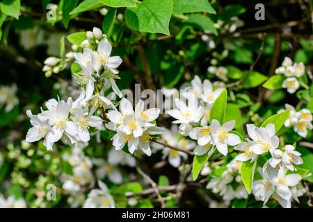 Frische zarte weiße Blüten und grüne Blätter der Philadelphus coronarius ornamentalen mehrjährigen Pflanze, bekannt als süße Mock Orange oder englischer Dogwood, in Stockfoto