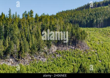 Der Einschnitt aus der jüngsten Abholzung liegt neben einem früheren Holzschnitt, der jetzt nach der Neupflanzung an einem steilen Hang an der Küste von British Columbia grüner wird. Stockfoto