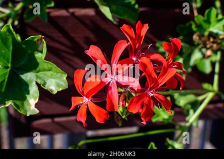 Leuchtend rote Pelargonium-Blüten, bekannt als Geranien oder Storchschnäbel und frische grüne Blätter in kleinen Töpfen vor einem alten Holzhaus in einem sonnigen Sprotte Stockfoto