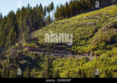 Eine Forststraße führt über einen steilen Hang, der bereits klar abgetrennt wurde und nun nach der Neubepflanzung an der Küste von British Columbia grüner wird. Stockfoto