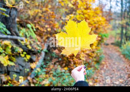 Junge Frau im Mantel hält große gelbe Herbst Ahornblatt in ihrer Hand im Wald Stockfoto