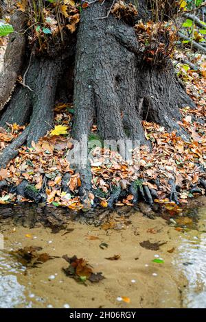 Große dicke Wurzeln des alten Baumes im Herbst Blätter in der Nähe von klaren Fluss im Wald Stockfoto