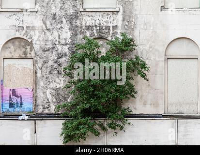 Verderbtes Gebäude mit einer Pflanze, die in der Wand in London, Großbritannien, wächst Stockfoto