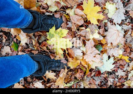 Junger Mann in Jeans und Sport-Trekkingstiefeln steht in Ahornblättern im Wald Stockfoto