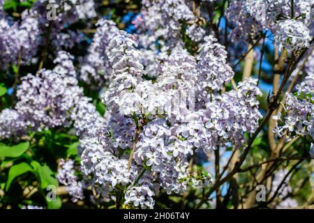 Gruppe von frischen zarten kleinen violetten Blüten der Syringa vulgaris (Flieder oder gewöhnlicher Flieder) in Richtung klaren blauen Himmel in einem Garten an einem sonnigen Frühlingstag, Flo Stockfoto