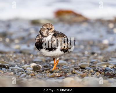 Turnstone-Nahrungssuche an der Küste in Aberaeron, Mitte Wales Stockfoto