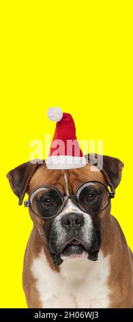 Porträt eines Boxerhundes mit Weihnachtshut und Brillen auf gelbem Hintergrund Stockfoto