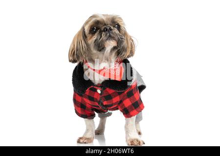 Entzückende kleine Shih Tzu Hund trägt Herbstjacke und rote Bandana und schaut auf eine neugierige Art und Weise, während isoliert auf weißem Hintergrund in s stehen Stockfoto