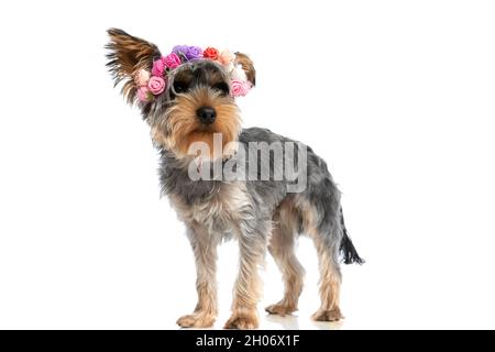 Süßer kleiner yorkshire Terrier Welpe, der zur Seite schaut und ein Stirnband mit Blumen trägt, während er isoliert auf weißem Hintergrund im Studio steht Stockfoto
