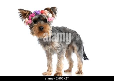 Seitenansicht des entzückenden kleinen yorkshire Terrier mit Blumenband und isoliert auf weißem Hintergrund im Studio stehend Stockfoto