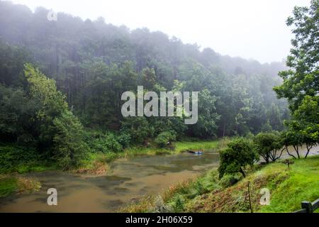 Blick hinunter auf einen abgeschiedenen Angelsee, der von einheimischen Bäumen und einer von Nebel umhüllten Pinienplantage umgeben ist Stockfoto