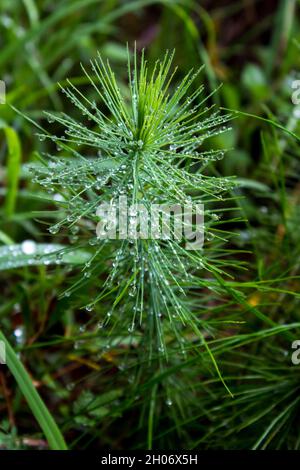 Ein kleiner Kiefernsapling, bedeckt mit Tautropfen Stockfoto