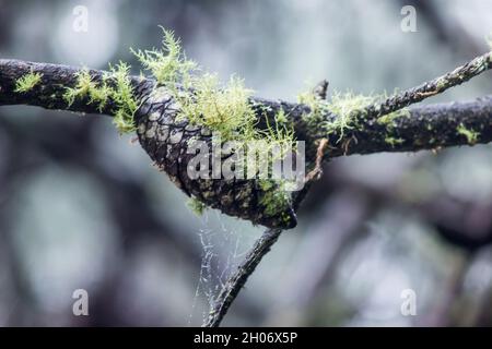 Ein Kieferkegel, der mit einer Art Flechten der Familie Usnea bedeckt ist, der lokal als alter Männerbart in einer Plantage in Magoebaskloof, Südafrika, bekannt ist Stockfoto