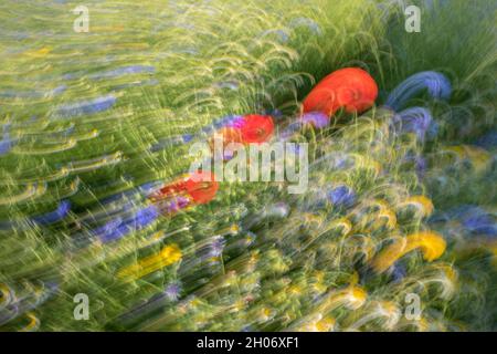 Wildblumenwiese (abstrakt) mit absichtlicher Kamerabewegung (ICM), Somerset, England, Großbritannien Stockfoto