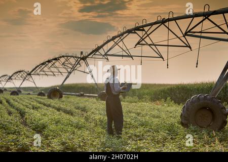 Reifer Bauer mit Laptop im Sojabohnenfeld mit Bewässerungssystem im Hintergrund Stockfoto