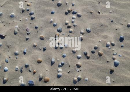 Sand von der Nordseeküste (Insel Baltrum in Deutschland) Stockfoto