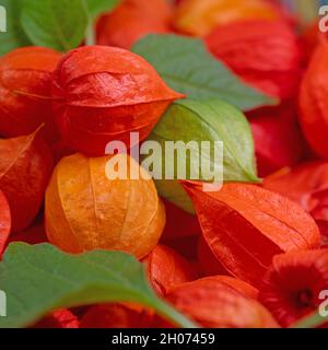 Früchte der lampion Blume, Physalis alkekengi Stockfoto