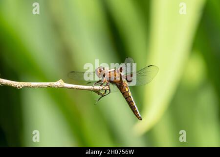 Libelle auf Ast Stockfoto
