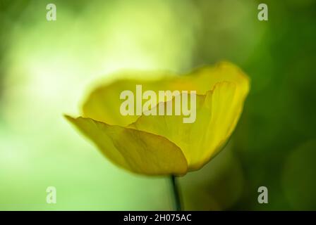 Gelbe Mohnblüte verschwommen in grüner Farbe Stockfoto