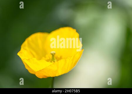 Gelbe Mohnblüte verschwommen in grüner Farbe Stockfoto