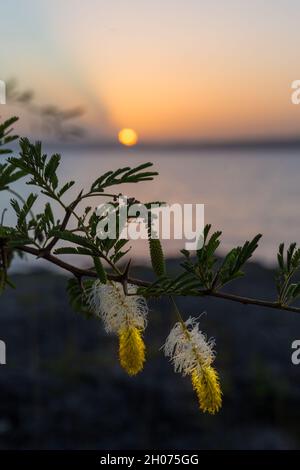 Blumen im Sonnenuntergang. Stockfoto