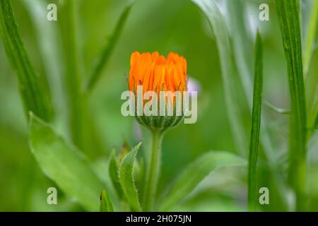 Einzelne Calendula blühen inmitten eines Wildtiergartens Stockfoto