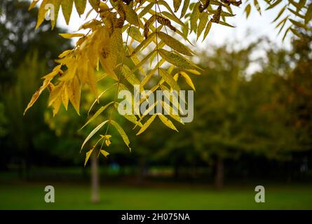 Das Detail der Blätter auf dem Baum im Park. Andere Bäume dahinter. Fokus auf Vordergrundblätter mit geringer Schärfentiefe. Die Blätter ändern ihre Farbe. Stockfoto