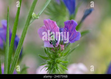 Metallischer glänzender Kunstölkäfer auf rosa Blüten Stockfoto