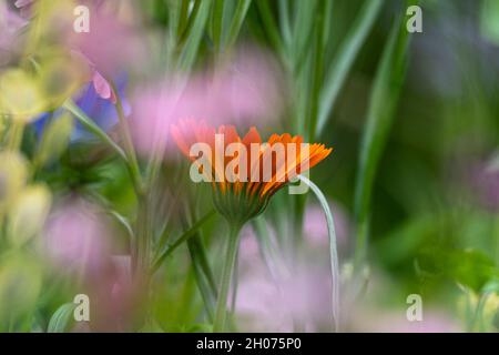 Einzelne Calendula blühen inmitten eines Wildtiergartens Stockfoto