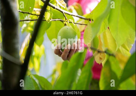 Blick durch die grünen Blätter einer weiblichen Hand, die die auf einem Baum wachsende, reifende Asimina-Frucht hält. Stockfoto